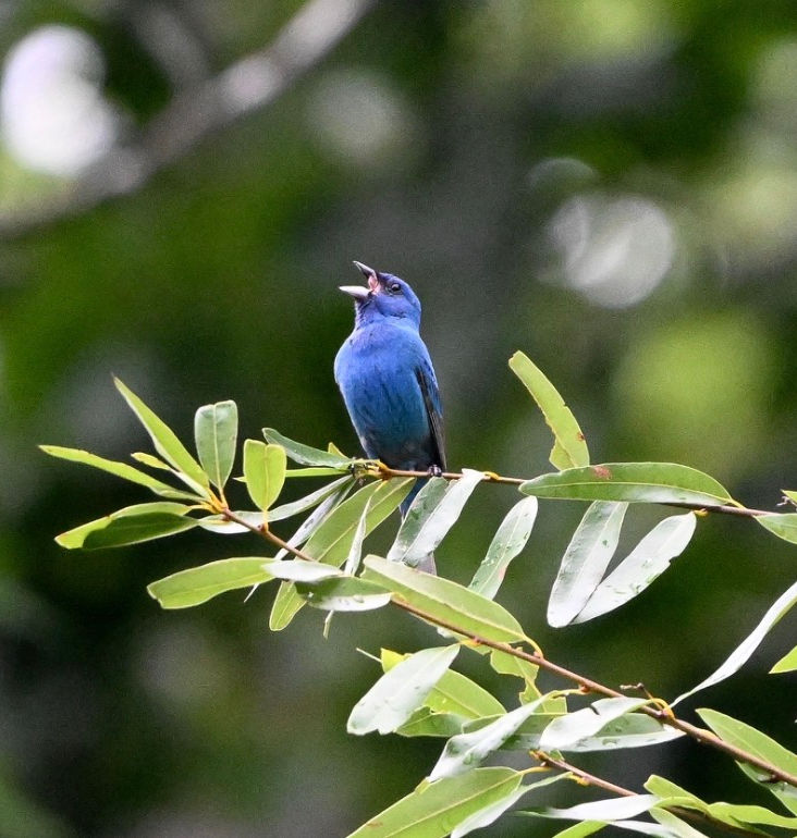 A bluebird photographed by Eve Rogerson