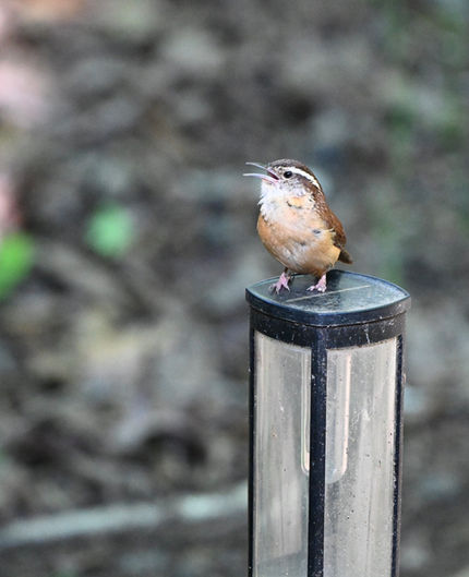 A bird perched on a feeder