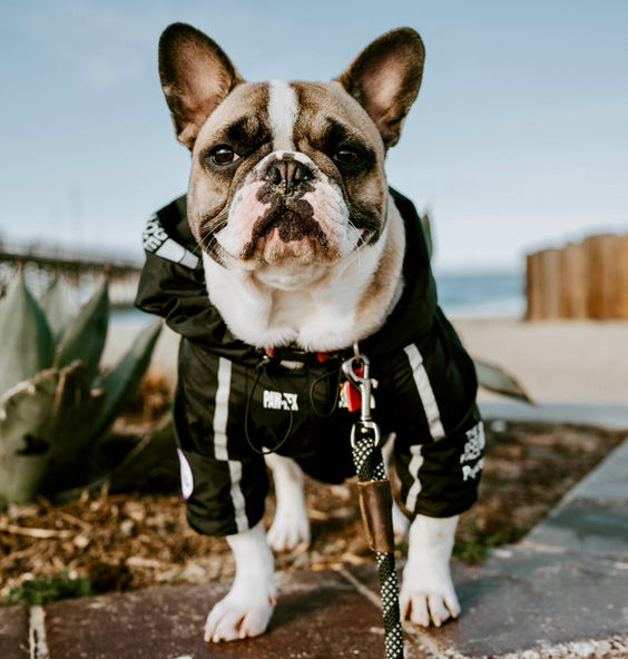 Olive Blackwood’s French bulldog